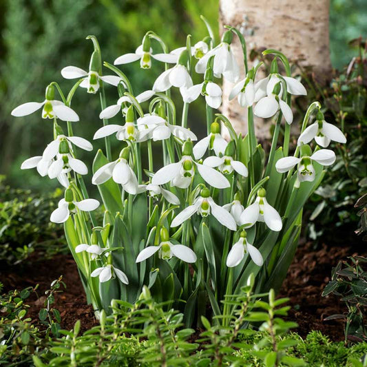 White snowdrop flowers in a garden setting with green foliage and a tree trunk. | copyright: Floramedia UK Ltd