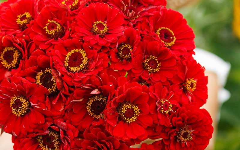 Bouquet of red zinnia flowers with yellow centers against a blurred green background