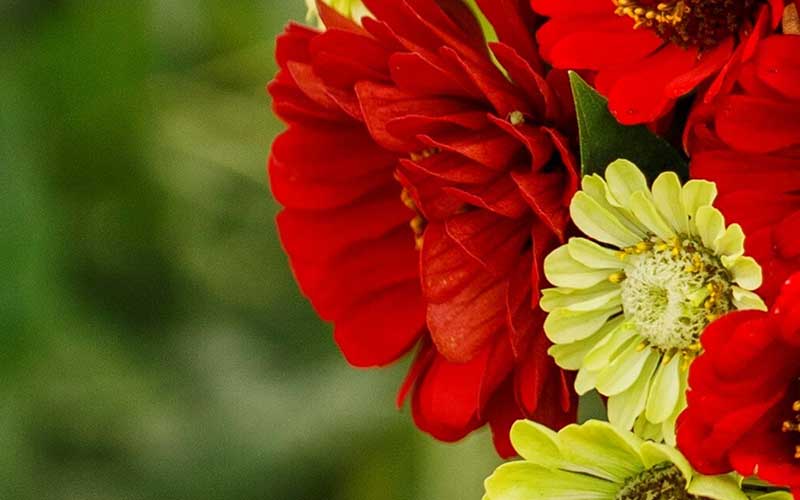 Close-up of red and green flowers with a blurred green background