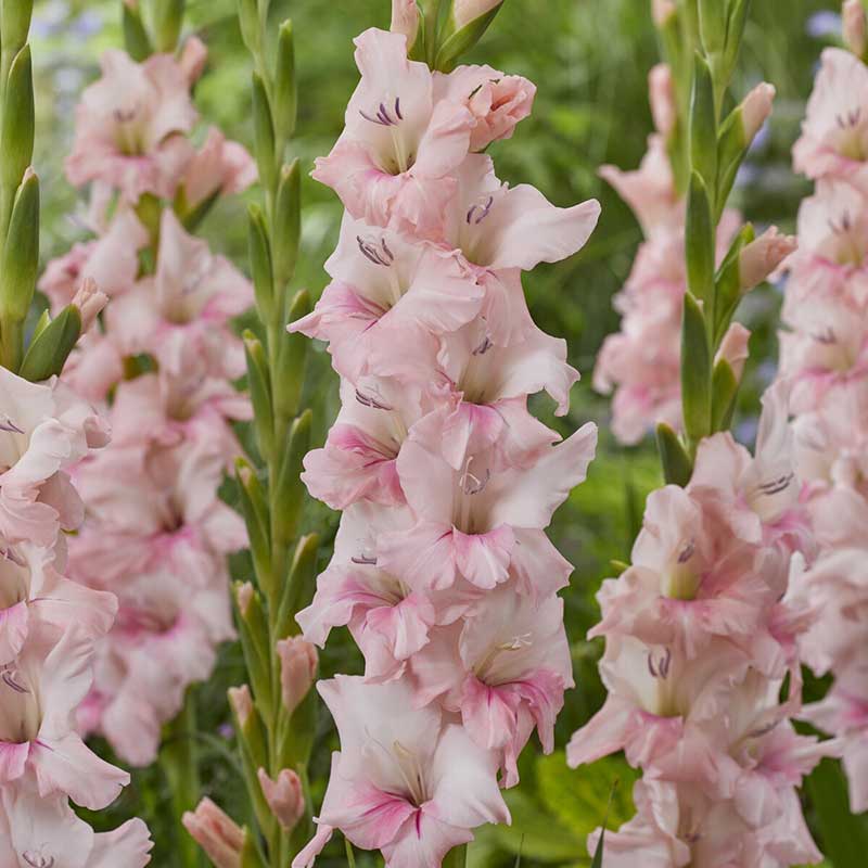 Pink Adrenalin gladiolus flowers with green leaves in a garden setting