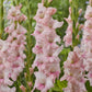 Pink Adrenalin gladiolus flowers with green leaves in a garden setting