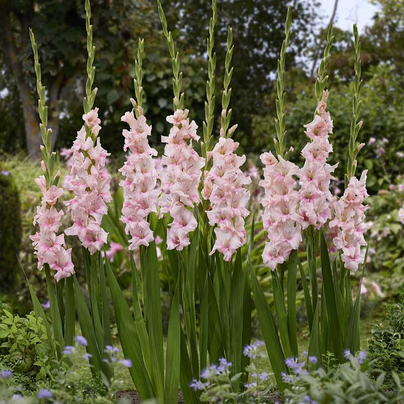 Pink Adrenalin gladiolus flowers in a garden setting with green foliage.