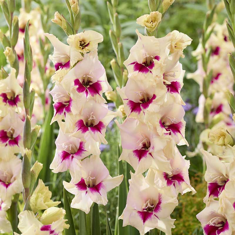 Amber Mistique gladiolus flowers with pink centers in a garden setting