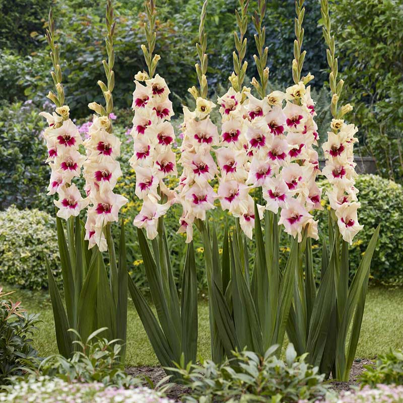 Group of white and pink Amber Mistique gladiolus flowers in a garden setting