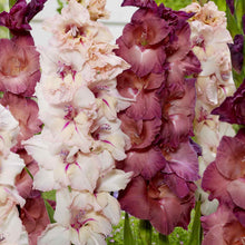 Pink Haze Mix gladiolus flowers with white centers and hints of yellow, arranged in a vibrant, full bloom.