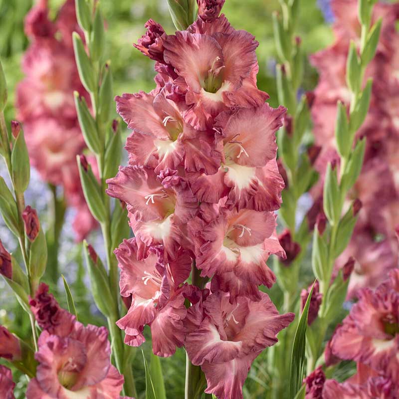 Close-up of pink Cappuccino gladiolus flowers with green leaves.