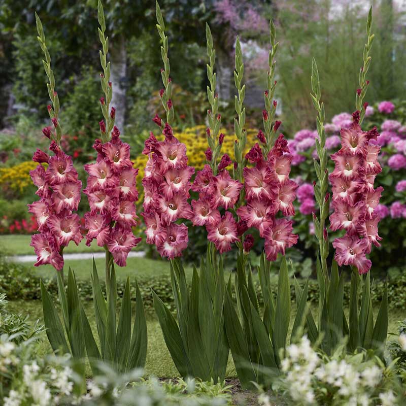 Group of Cappuccino gladiolus flowers in a garden setting with blurred background