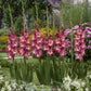 Group of Cappuccino gladiolus flowers in a garden setting with blurred background