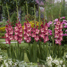 Group of Cappuccino gladiolus flowers in a garden setting with blurred background