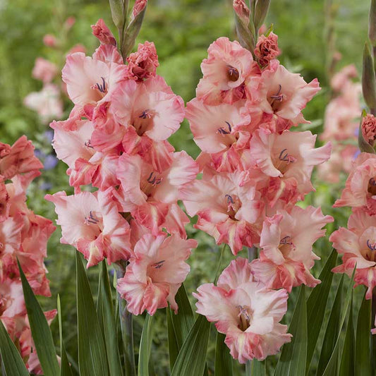 Close-up of Cherry Candy gladiolus flowers with green leaves.