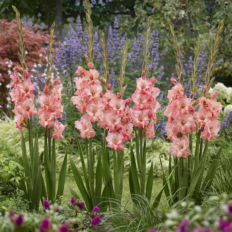Cherry Candy gladiolus flowers in a garden setting with greenery and other plants.