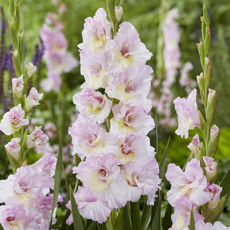 Pink and white Magenta Princess gladiolus flowers in a garden setting
