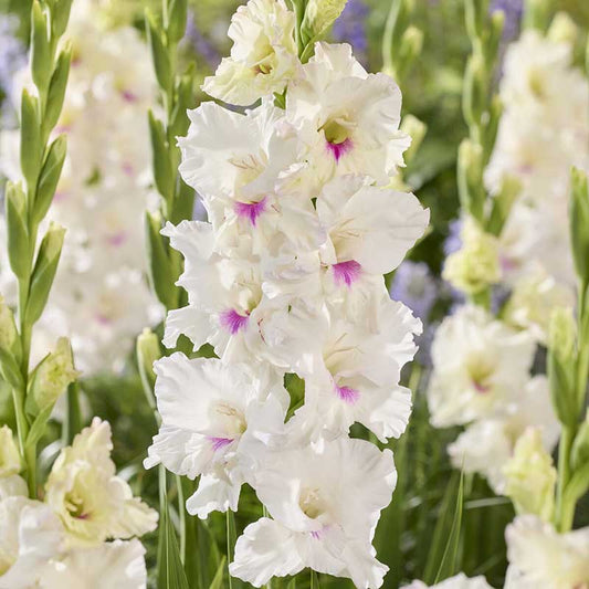 Norma Jean gladiolus flowers with green leaves in a garden setting