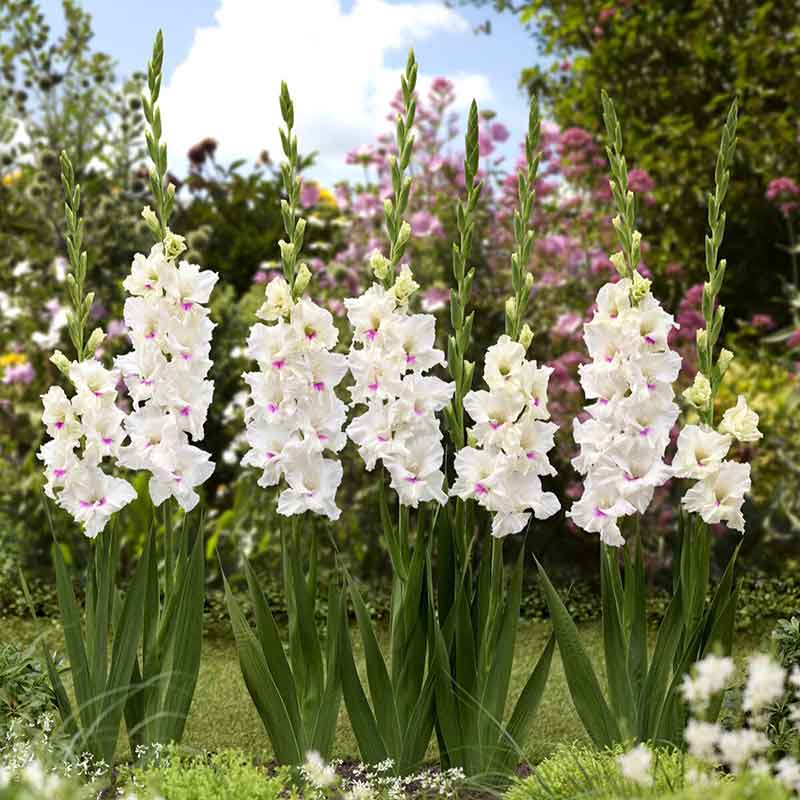 Norma Jean gladiolus flowers with green leaves in a garden setting