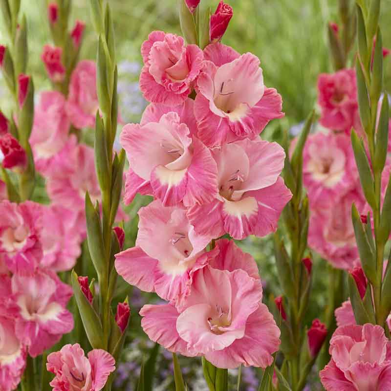 Close-up of Pink Parrot gladiolus flowers with a blurred green background