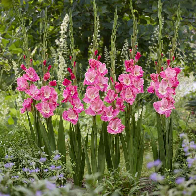 Group of pink parrot gladiolus flowers in a garden setting