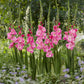 Group of pink parrot gladiolus flowers in a garden setting