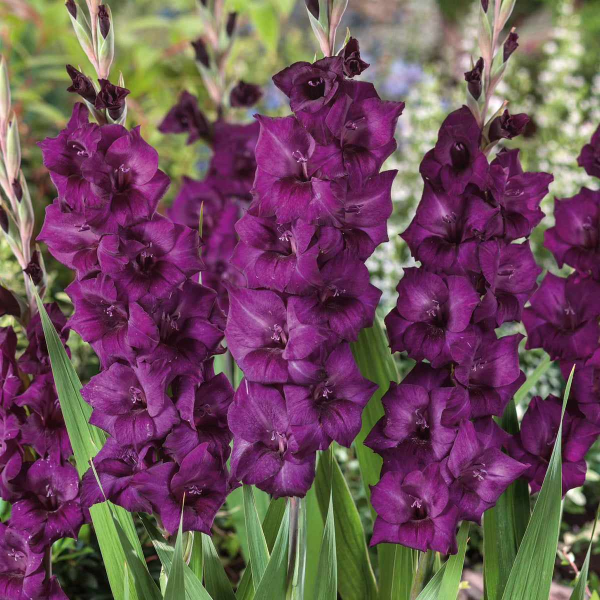 Gladiolus Bulbs - Purple Flora | Spring Flower Bulbs | Eden Brothers