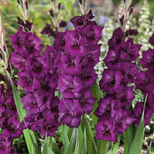 Close-up of vibrant purple flora gladiolus flowers blooming with green stems and leaves against a blurred background.