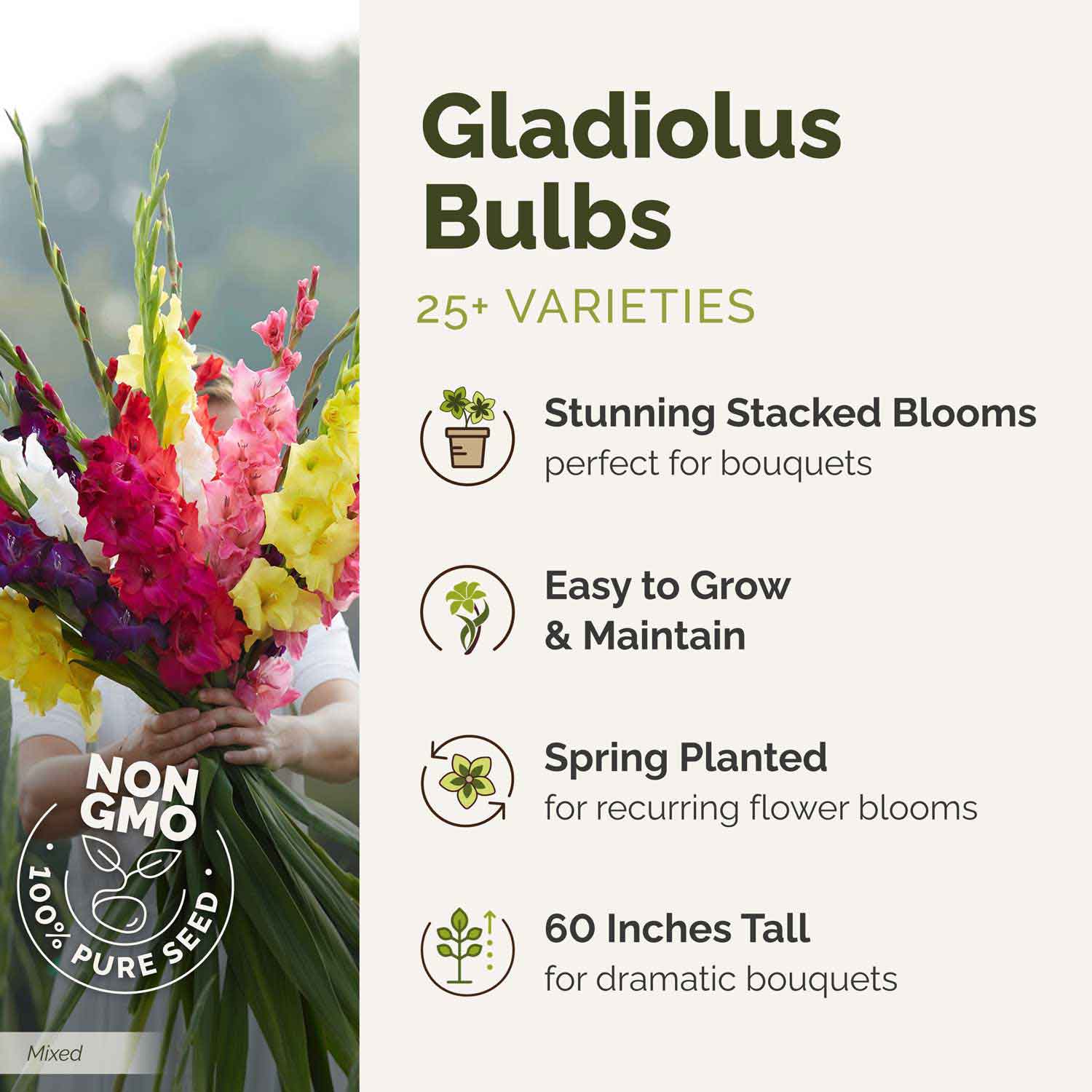 Graphic for gladiolus bulbs with a bouquet of flowers and product details on a white background.
