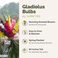 Graphic for gladiolus bulbs with a bouquet of flowers and product details on a white background.