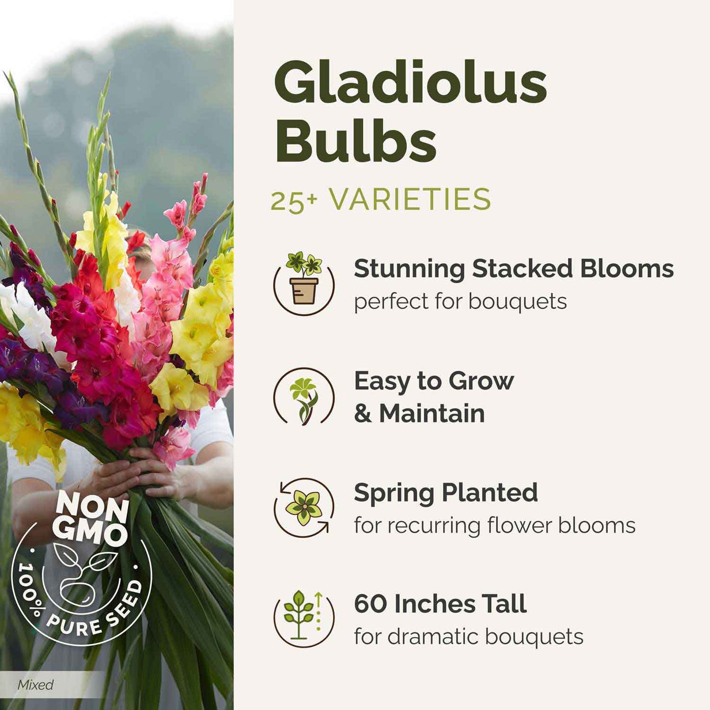 Graphic for gladiolus bulbs with a bouquet of flowers and product details on a white background.