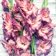 A close-up of a purple smokey gladiolus flower with ruffled petals and a lighter throat.