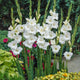 Gladiolus Flower Bulbs - White Prosperity