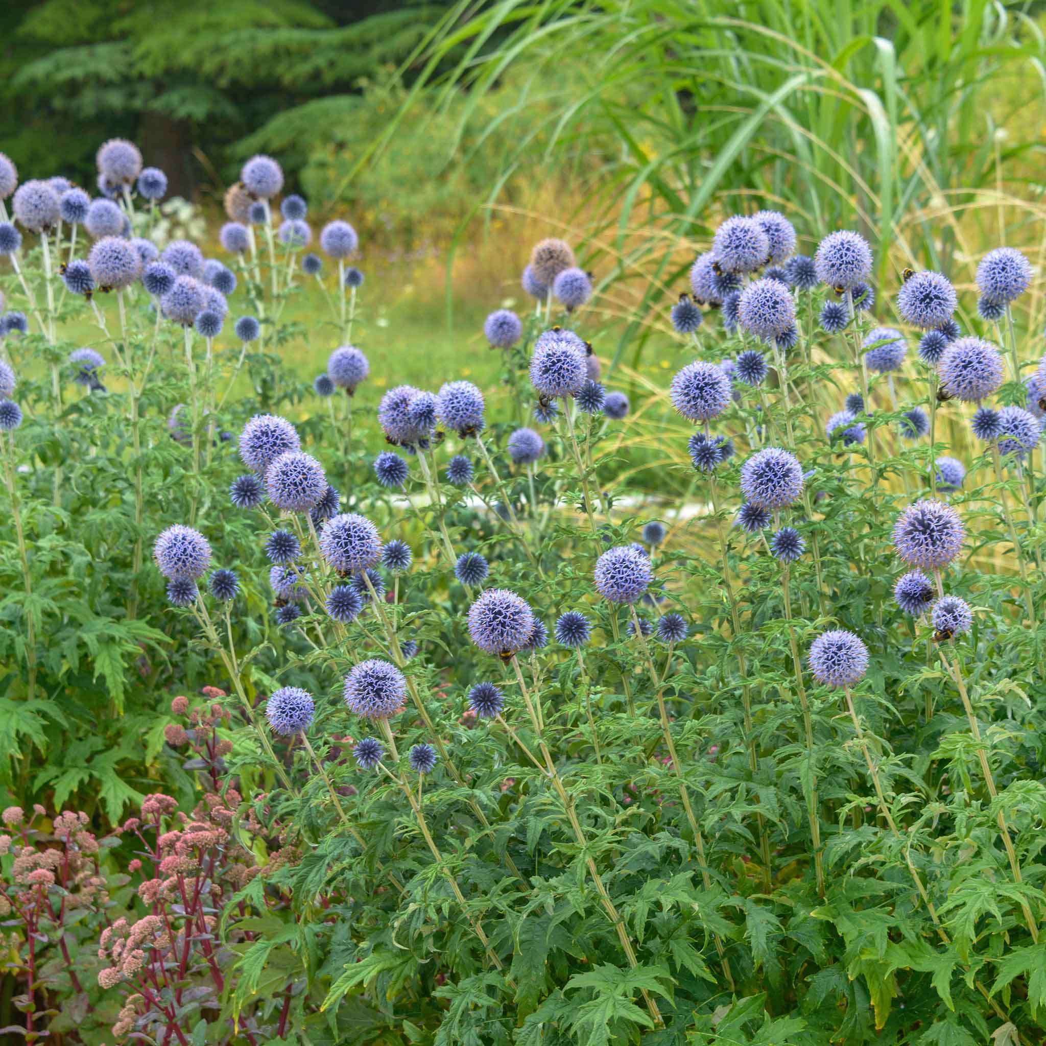 Echinops Blue globe thistle flowers in a garden setting with green foliage.