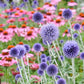 A close up of echinops blue globe thistle in a field of coneflowers