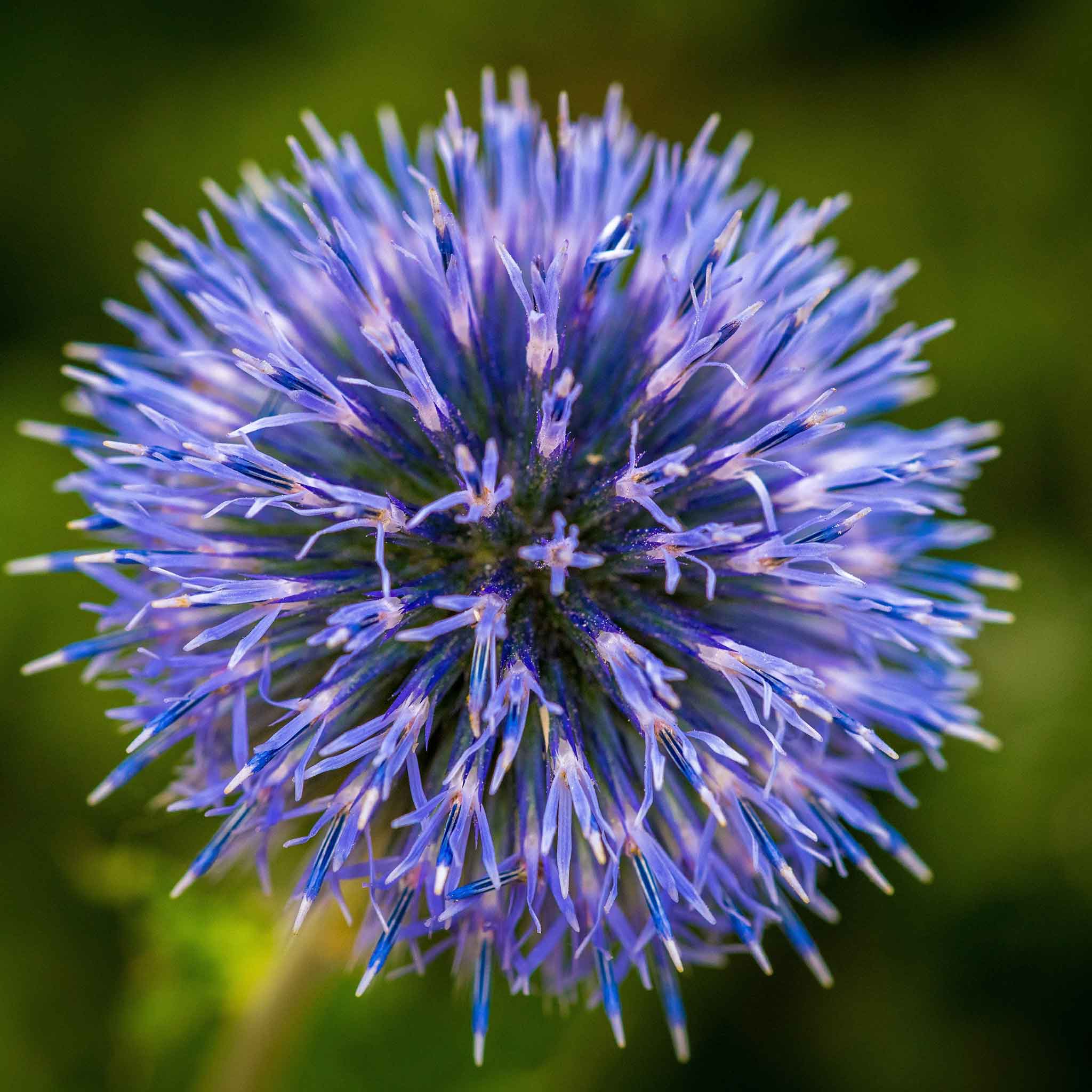 Close-up of a echinops blue globe thistle flower with a blurred green background