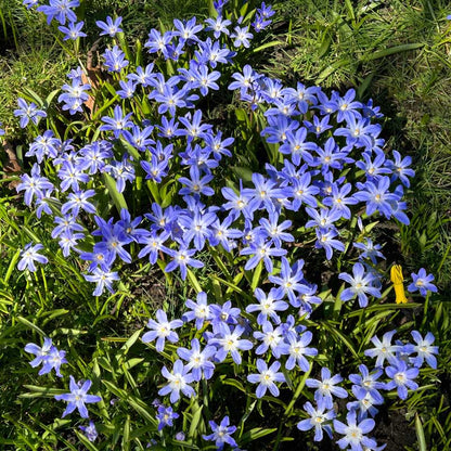 Cluster of glory of the snow  blue flowers in a garden setting