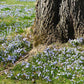 Tree trunk with a carpet of glory of then snow blue and white flowers around it