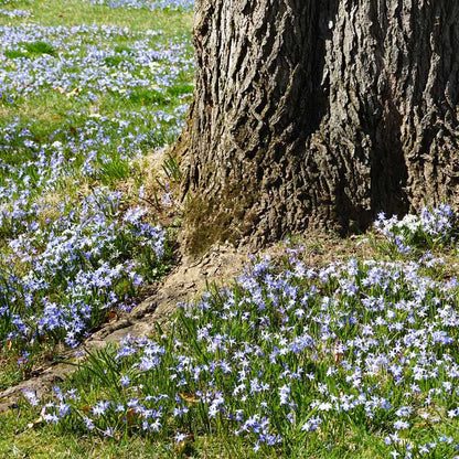 Tree trunk with a carpet of glory of then snow blue and white flowers around it