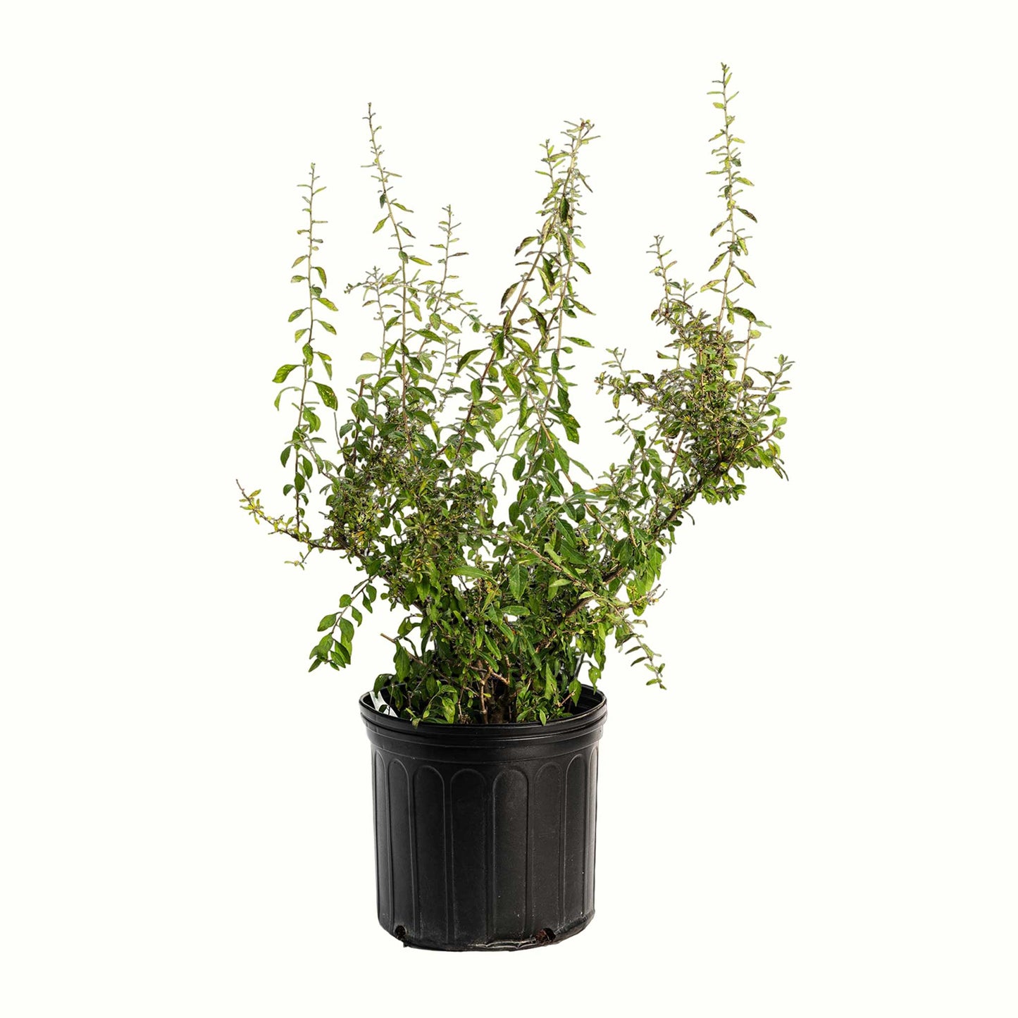 Goji Berry Bush