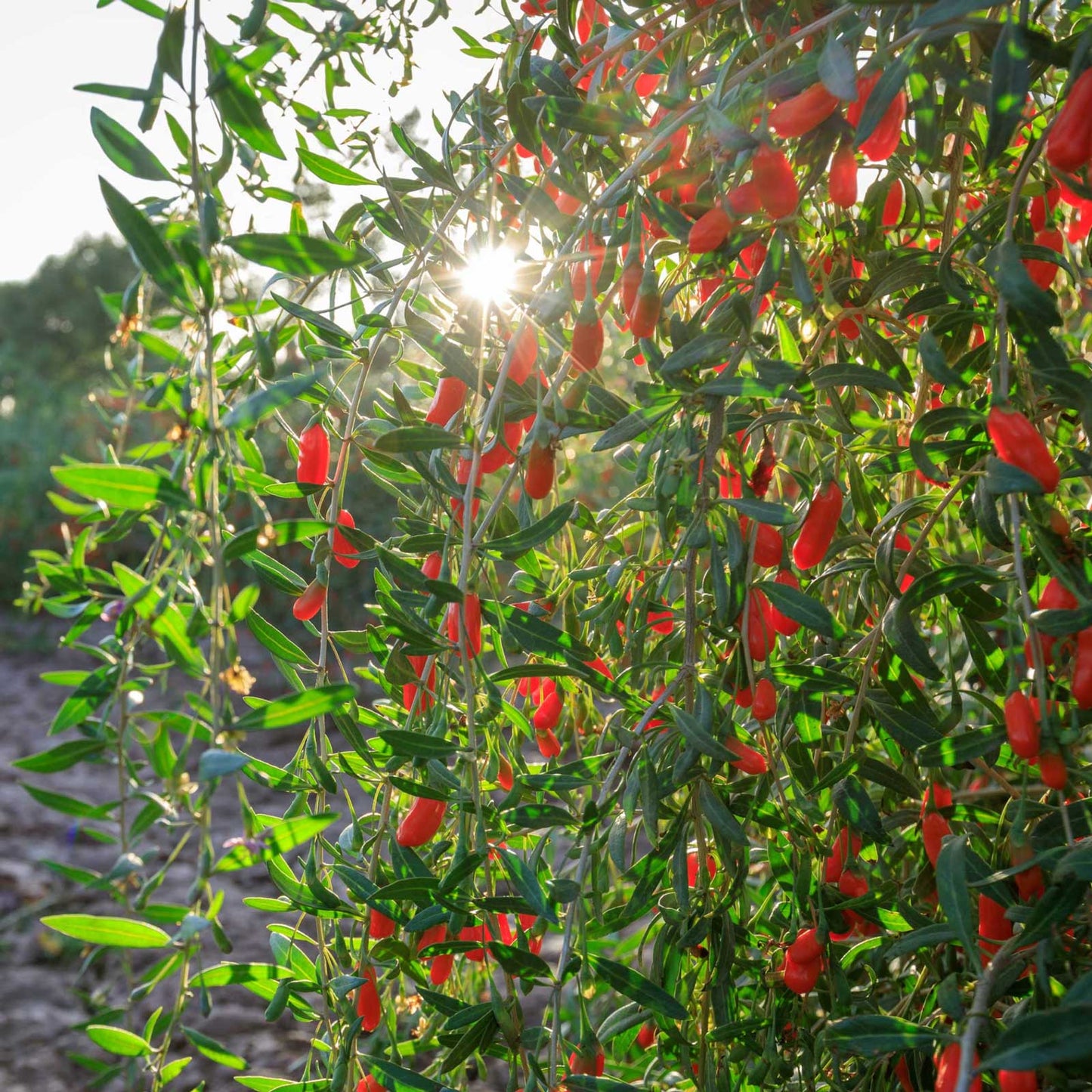 Goji Berry Bush