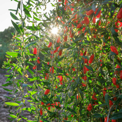 Goji Berry Bush