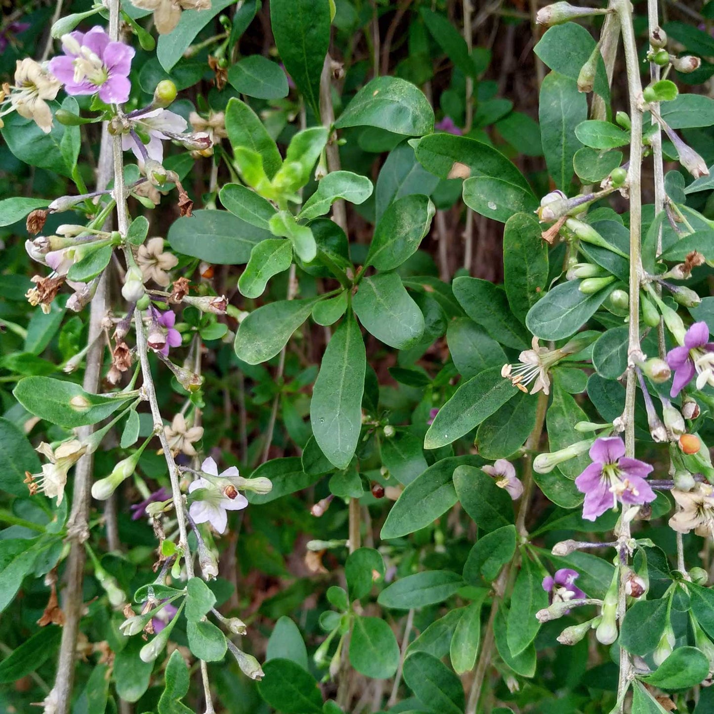 Goji Berry Bush