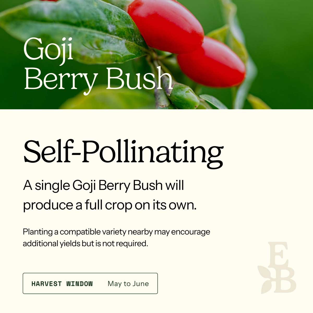 Informational graphic for a Goji Berry Bush, featuring a top photo of goji berries and text stating it is self-pollinating and produces a full crop on its own.