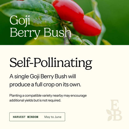 Informational graphic for a Goji Berry Bush, featuring a top photo of goji berries and text stating it is self-pollinating and produces a full crop on its own.