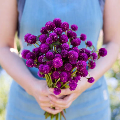 Person holding a bouquet of purple flowers from the gomphrena bundle in a natural setting
