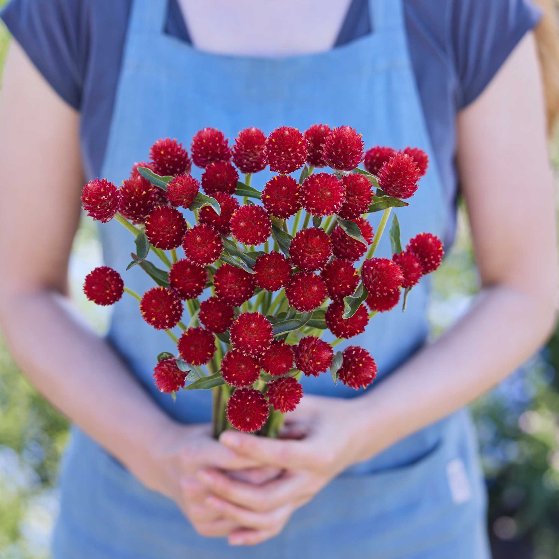 Person holding a bouquet of red flowers from the gomphrena bundle in a natural setting
