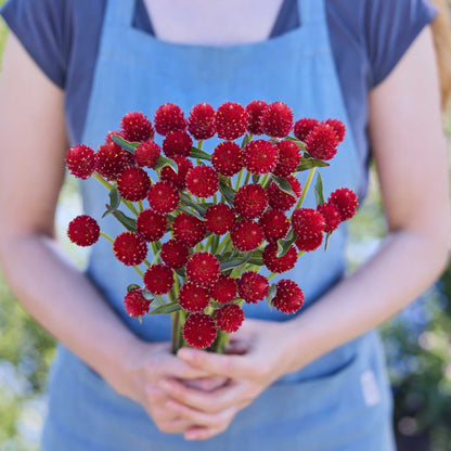 Person holding a bouquet of red flowers from the gomphrena bundle in a natural setting