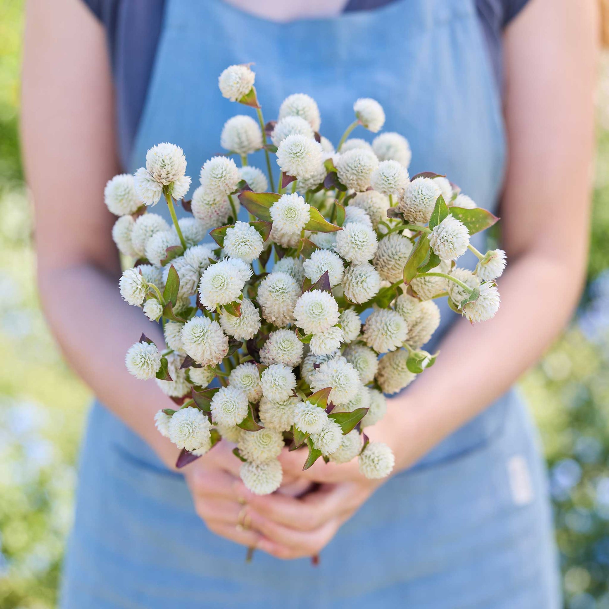 Person holding a bouquet of white flowers from the gomphrena bundle in a natural setting