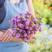 Person holding a bouquet of gomphrena lavender lady flowers in a garden setting