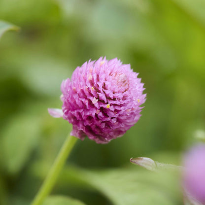 Close up of a single gomphrena lavender lady with a blurred green background