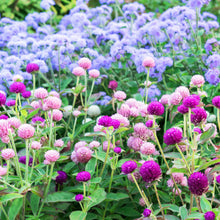 Pink, purple, and white gomphrena ping pong flowers in a bright garden setting.