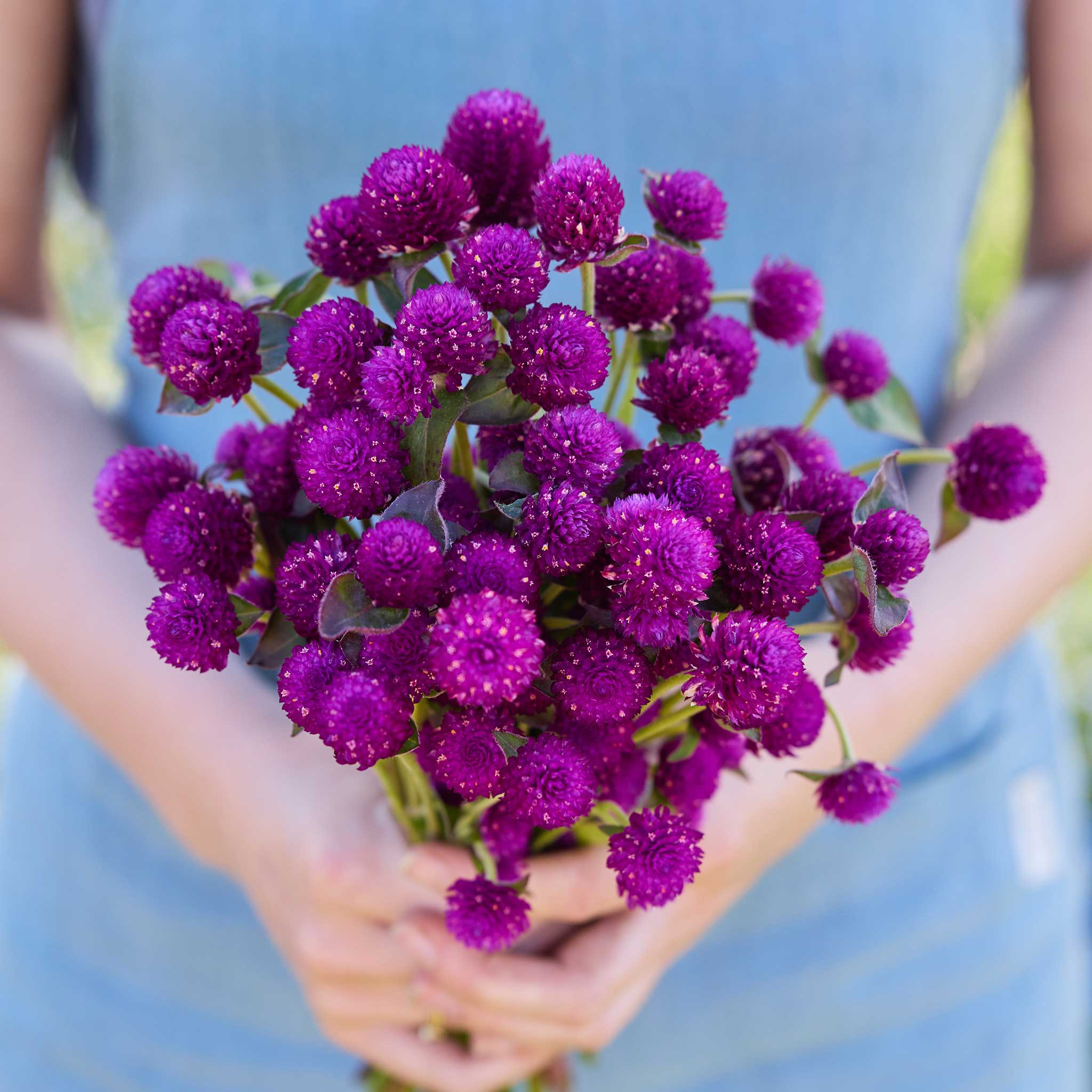 Person holding a bouquet of gomphrena purple flowers in a garden setting