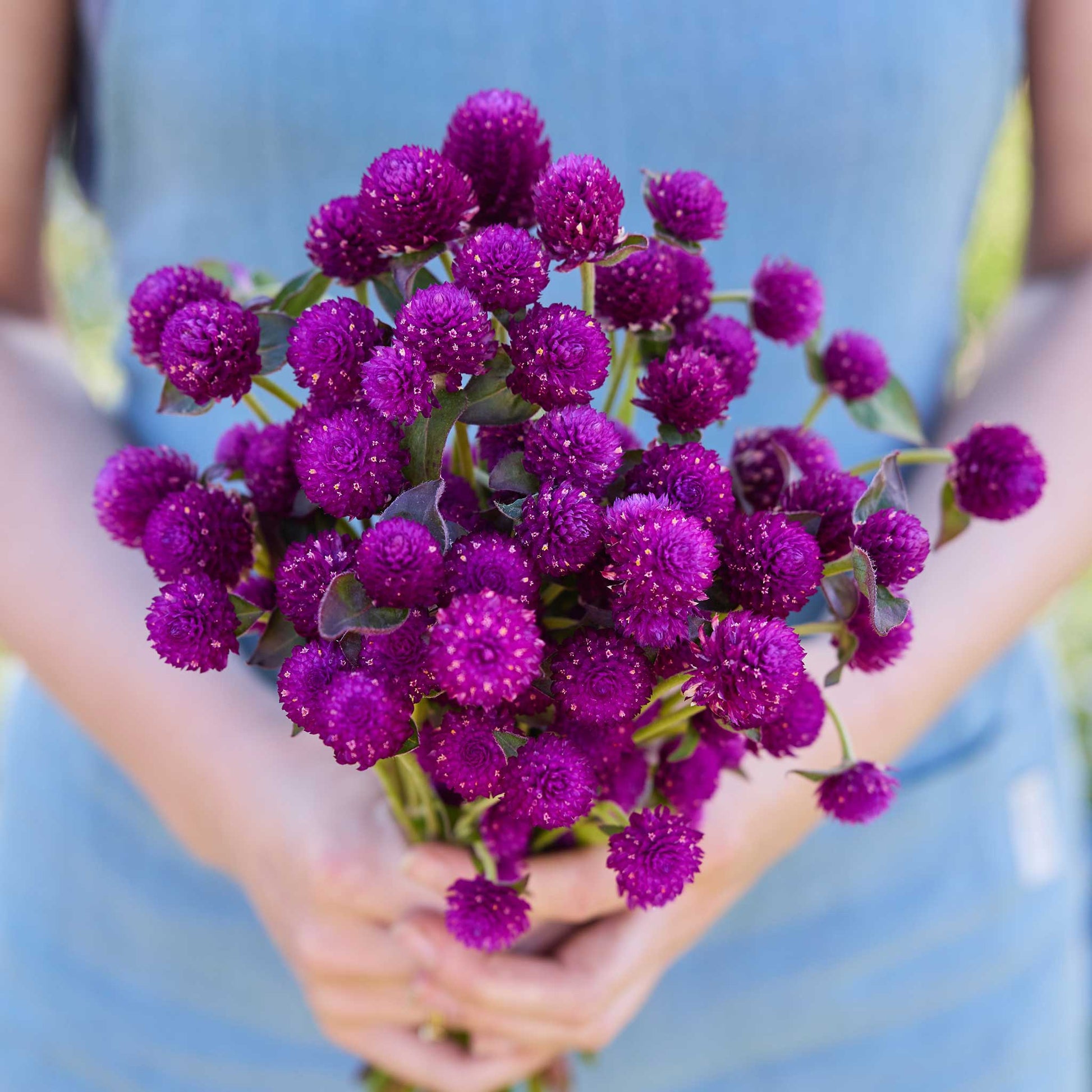 Person holding a bouquet of gomphrena purple flowers in a garden setting