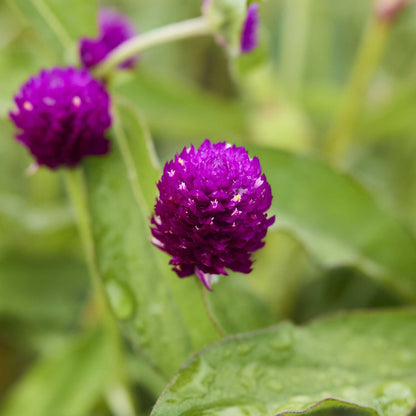 Close up a a single gomphrena purple flower in a garden setting and blurred background